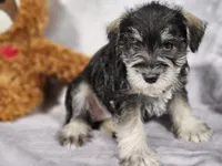 LILLY, a female Miniature Schnauzer for sale in Central, AR – Photo 2 of 3