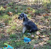 Fritz, a male Miniature Schnauzer for sale in Central, AR – 4 of 5
