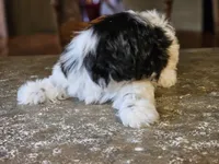Trip, a male Shih Tzu for sale in Central, AR – 3 of 5