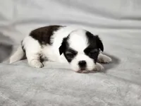 Lexi, a female Shih Tzu for sale in Central, AR – 4 of 6