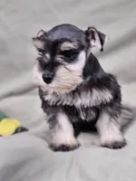 Lexi, a female Miniature Schnauzer for sale in Central, AR – 2 of 4