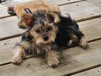 Lexi, a female Yorkshire Terrier for sale in Central, AR – 3 of 5