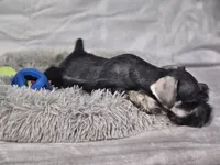 Oliver, a male Miniature Schnauzer for sale in Central, AR – 4 of 5