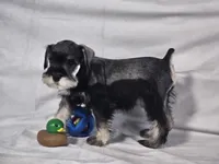 Gus, a male Miniature Schnauzer for sale in Central, AR – 5 of 5