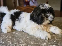 Trip, a male Shih Tzu for sale in Central, AR – 5 of 5