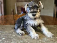 Cassy, a female Miniature Schnauzer for sale in Central, AR – 3 of 9