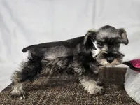 Ella, a female Miniature Schnauzer for sale in Central, AR – 2 of 6