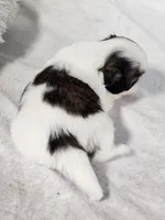 Lexi, a female Shih Tzu for sale in Central, AR – 2 of 6