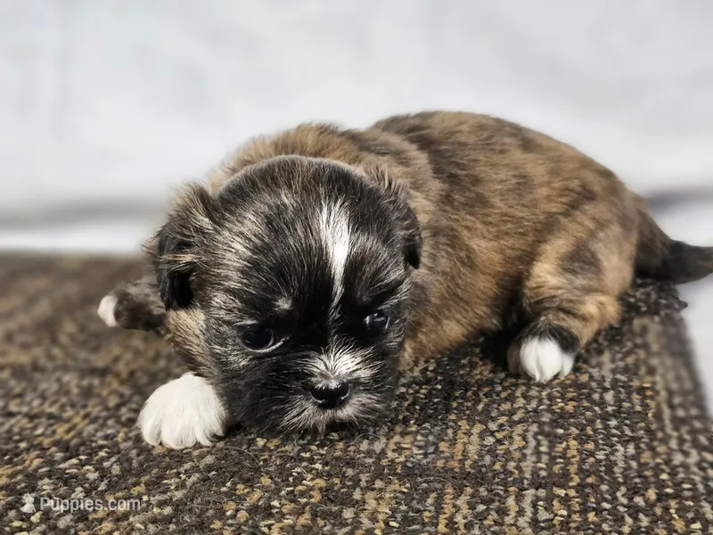Honeybun – Shih Tzu puppy for sale in Central, AR