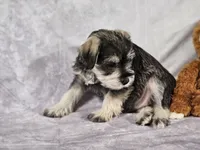 Bo, a male Miniature Schnauzer for sale in Central, AR – Photo 2 of 4