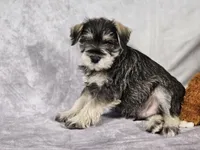 Bo, a male Miniature Schnauzer for sale in Central, AR – Photo 1 of 4