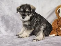 Bo, a male Miniature Schnauzer for sale in Central, AR – Photo 3 of 4