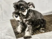 Charlie , a male Miniature Schnauzer for sale in Central, AR – 1 of 5