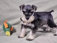 Lexi, a female Miniature Schnauzer for sale in Central, AR – 3 of 4