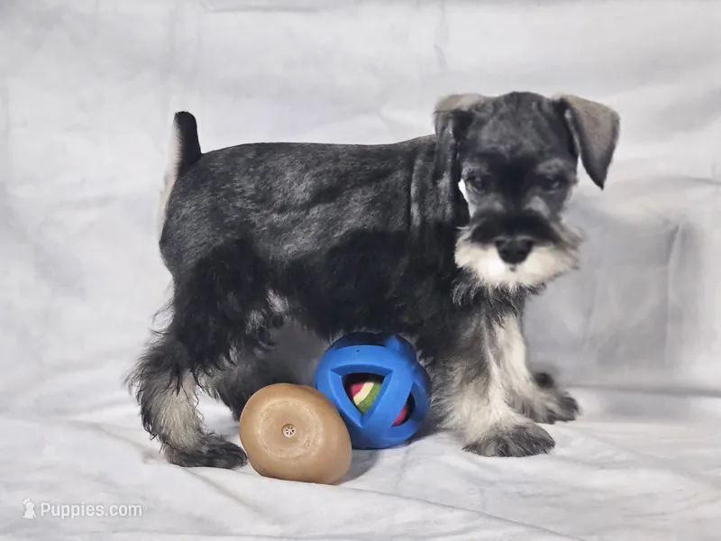Gus – Miniature Schnauzer puppy for sale in Central, AR