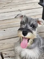 Misty, a female Miniature Schnauzer for sale in Central, AR – 5 of 8