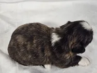Sophie, a female Shih Tzu for sale in Central, AR – 3 of 5