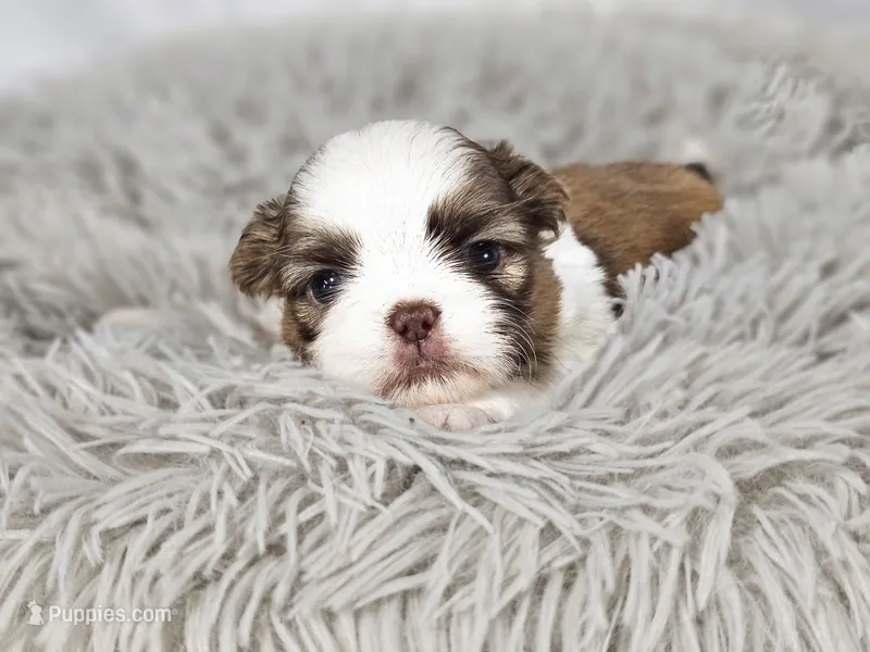 Frankie – Shih Tzu puppy for sale in Central, AR