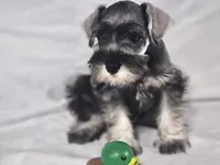 Gus, a male Miniature Schnauzer for sale in Central, AR – 3 of 5