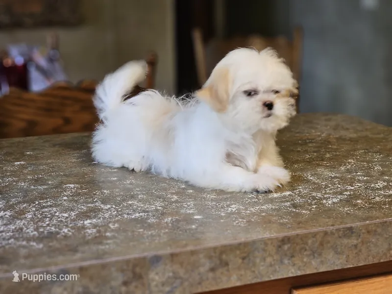China – Shih Tzu puppy for sale in Central, AR