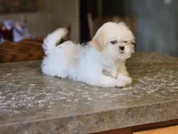 China, a female Shih Tzu for sale in Central, AR – 3 of 6