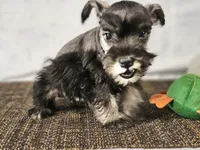 Charlie , a male Miniature Schnauzer for sale in Central, AR – 3 of 5
