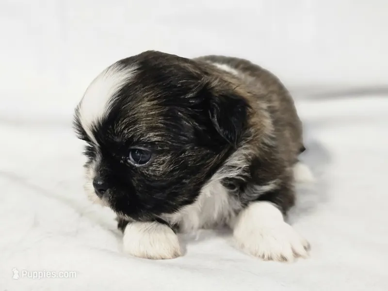 Sophie – Shih Tzu puppy for sale in Central, AR