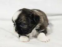 Sophie, a female Shih Tzu for sale in Central, AR – 1 of 5
