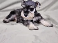 Lexi, a female Miniature Schnauzer for sale in Central, AR – 1 of 4