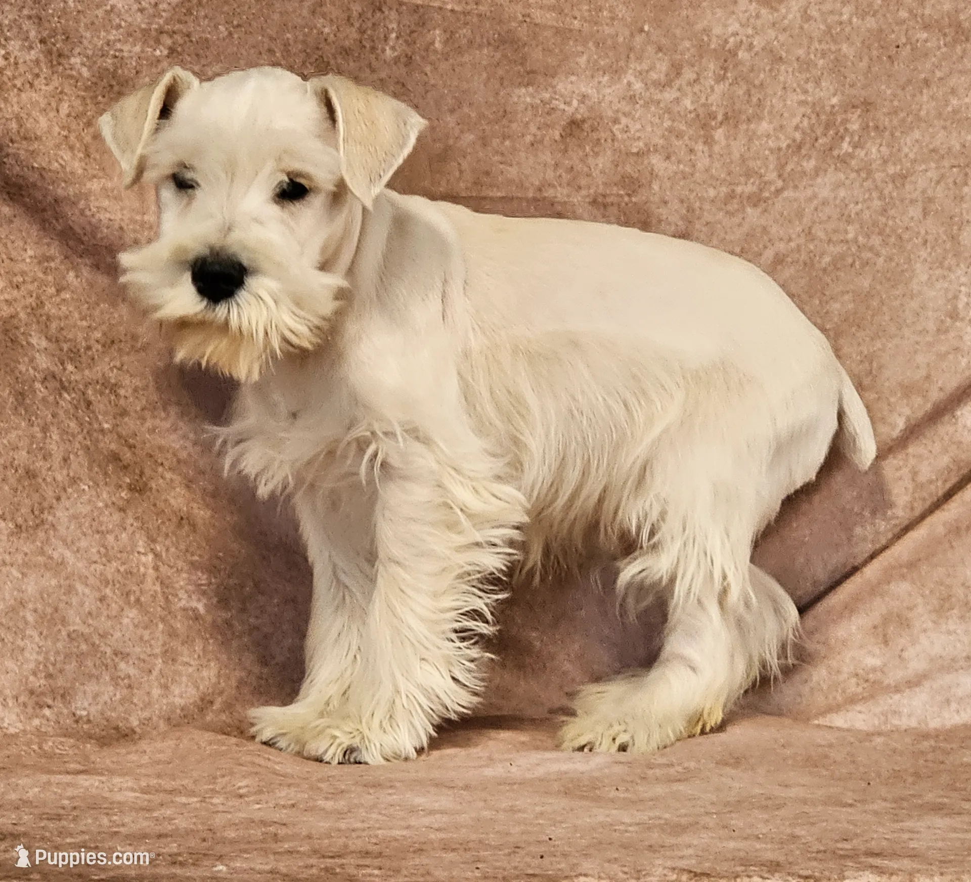 processed/f3eef64a-dba9-4c15-97f1-dfccb5f6bfe6/listing/5949f6ff-38d9-4cb2-b78a-a52e76186be1/0205d2e9-8bd0-444a-8142-8bd6abaf1b7c