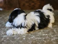 Trip, a male Shih Tzu for sale in Central, AR – 4 of 5