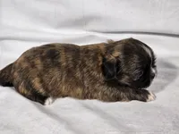 Honeybun, a female Shih Tzu for sale in Central, AR – 2 of 7