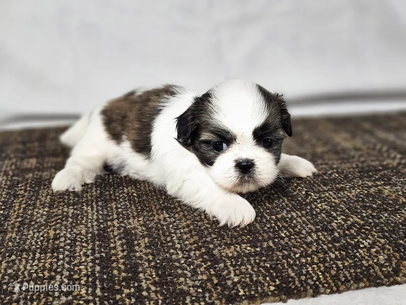 Lexi – Shih Tzu puppy on hold in Central, AR