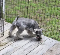 Misty, a female Miniature Schnauzer for sale in Central, AR – 6 of 8