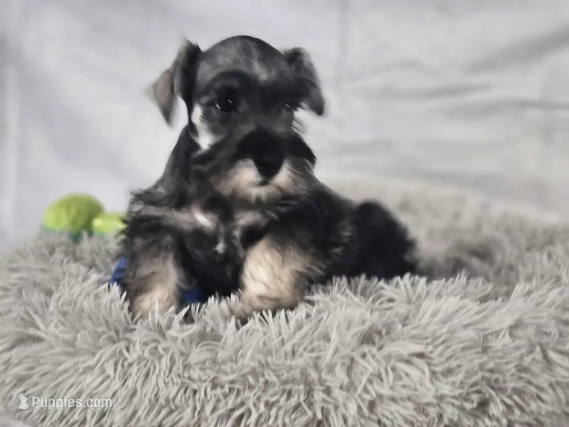 Oliver – Miniature Schnauzer puppy for sale in Central, AR