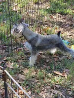 Finn, a male Miniature Schnauzer for sale in Central, AR – 2 of 5
