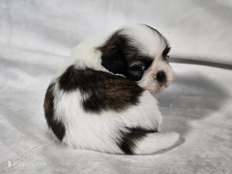 Lexi – Shih Tzu puppy for sale in Central, AR