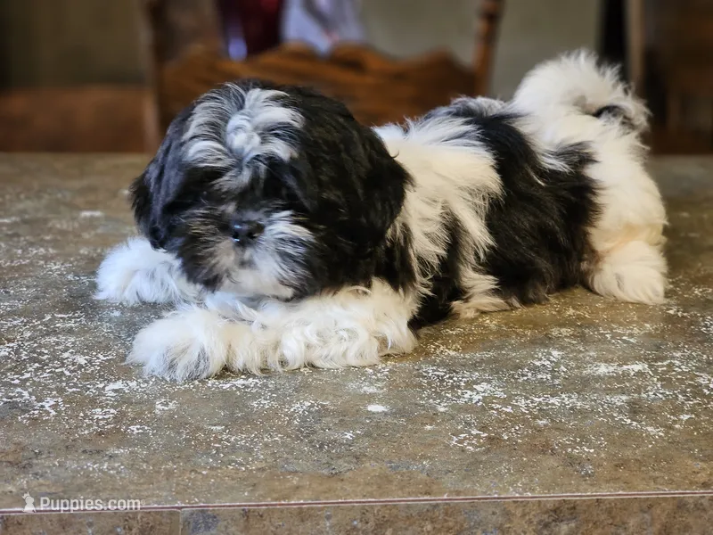 Trip – Shih Tzu puppy for sale in Central, AR