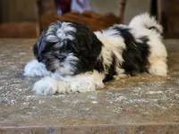 Trip, a male Shih Tzu for sale in Central, AR – 1 of 5