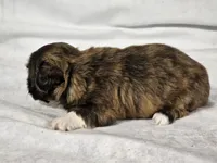 Honeybun, a female Shih Tzu for sale in Central, AR – 3 of 7