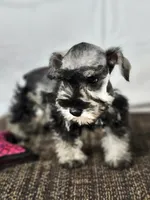 Ella, a female Miniature Schnauzer for sale in Central, AR – 4 of 6