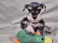 Lexi, a female Miniature Schnauzer for sale in Central, AR – 4 of 4