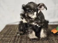 Charlie , a male Miniature Schnauzer for sale in Central, AR – 2 of 5