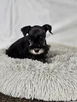 Lily, a female Miniature Schnauzer for sale in Central, AR – 4 of 5