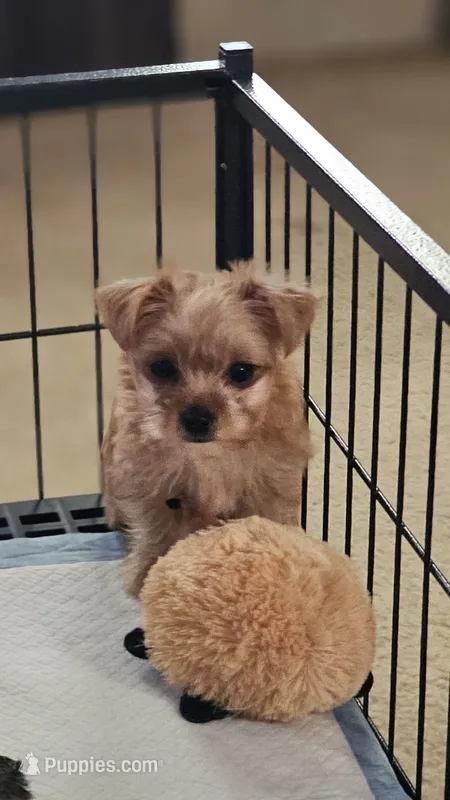 Dusty – Yorkshire Terrier puppy for sale in Central, AR