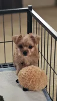 Dusty, a male Yorkshire Terrier for sale in Central, AR – 2 of 4