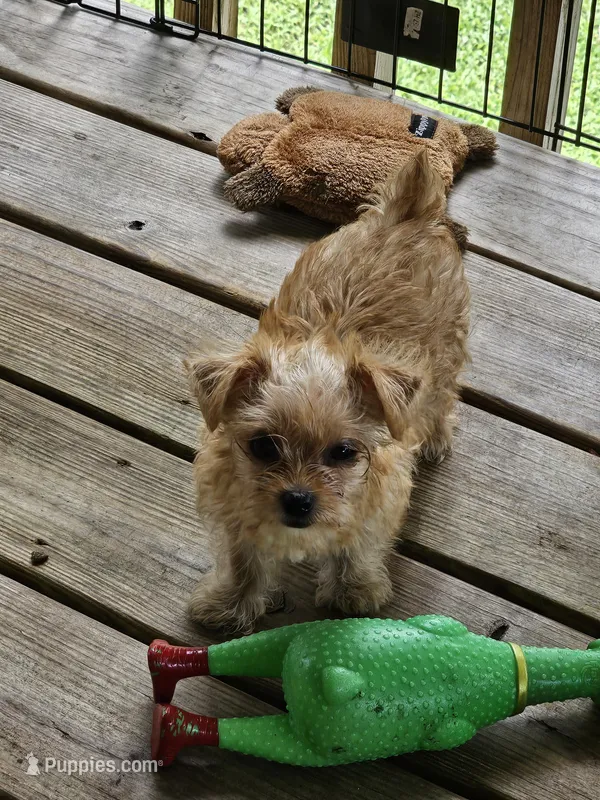 Dusty – Yorkshire Terrier puppy for sale in Central, AR