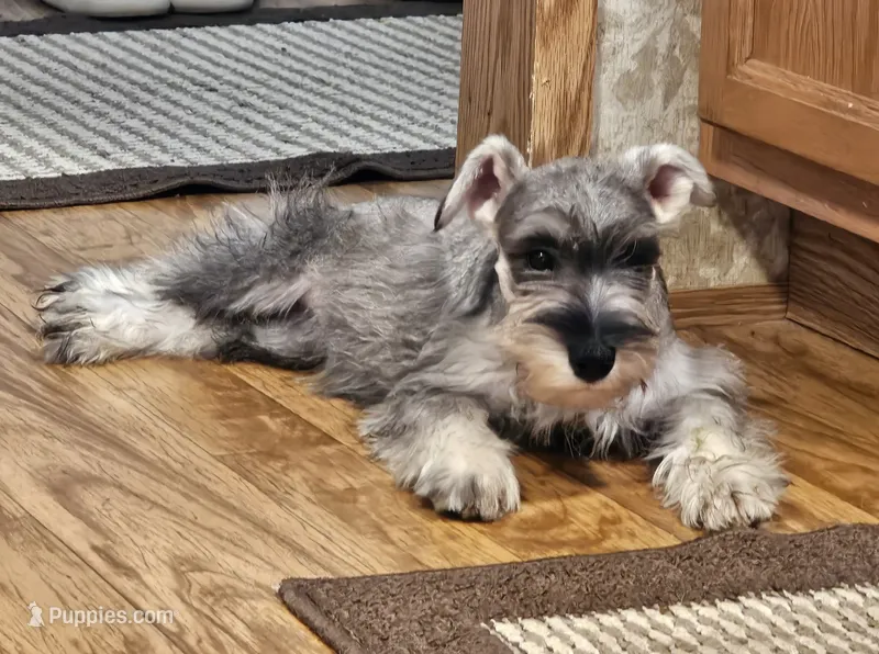 Misty – Miniature Schnauzer puppy for sale in Central, AR
