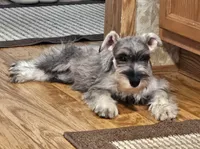 Misty, a female Miniature Schnauzer for sale in Central, AR – 1 of 8