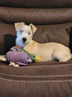 Buster, a male Miniature Schnauzer for sale in Central, AR – Photo 1 of 6